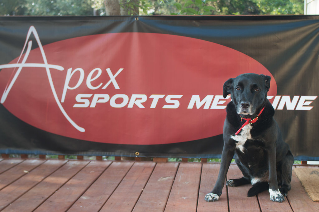 Andy the dog in front of Apex Sports Medicine banner